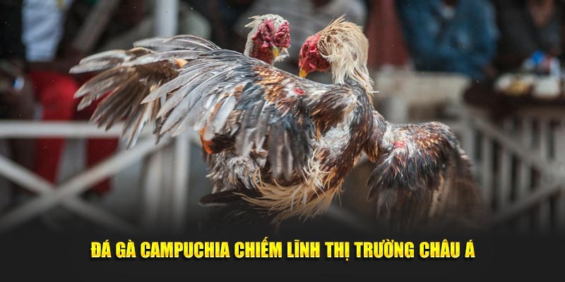 Đá gà Campuchia chiếm lĩnh thị trường Châu Á Đá gà Campuchia chiếm lĩnh thị trường Châu Á
