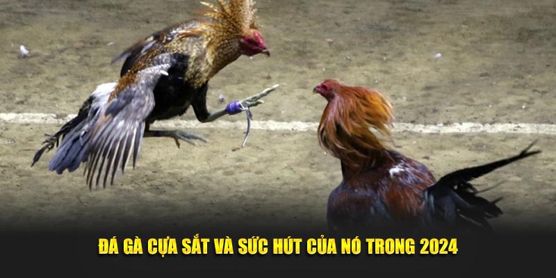 Đá gà cựa sắt và sức hút của nó trong 2024 Đá gà cựa sắt và sức hút của nó trong 2024