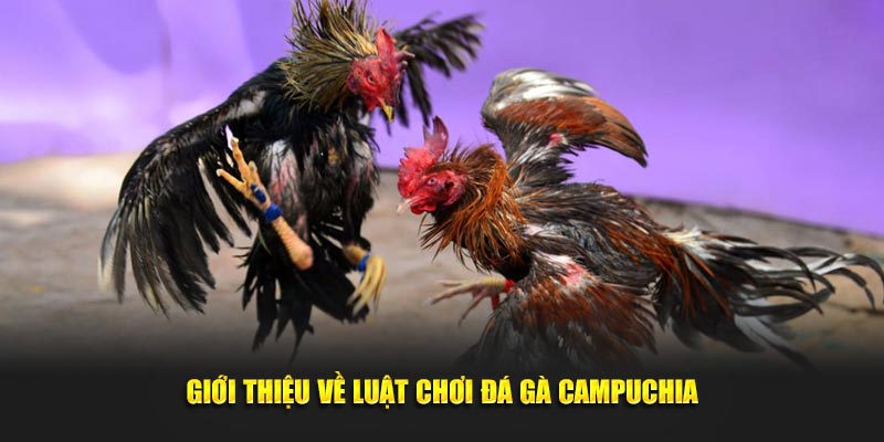 Giới thiệu về luật chơi đá gà Campuchia Giới thiệu về luật chơi đá gà Campuchia