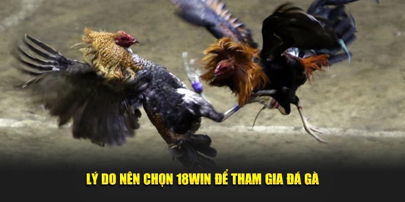 Lý do nên chọn 18WIN để tham gia đá gà Lý do nên chọn 18WIN để tham gia đá gà