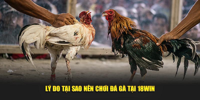 Lý do tại sao nên chơi đá gà tại 18WIN Lý do tại sao nên chơi đá gà tại 18WIN