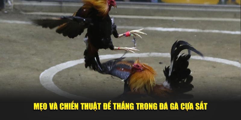 Mẹo và chiến thuật để thắng trong đá gà cựa sắt Mẹo và chiến thuật để thắng trong đá gà cựa sắt