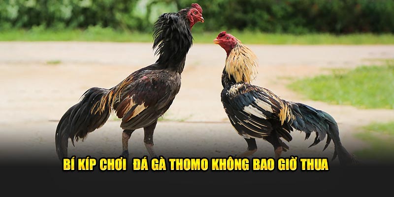Bí kíp chơi đá gà Thomo không bao giờ thua