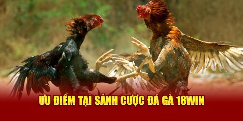 Đá gà 18Win cung cấp nhiều khuyến mãi hấp dẫn Đá gà 18Win cung cấp nhiều khuyến mãi hấp dẫn
