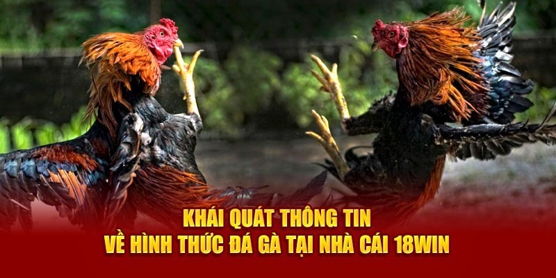 Thông tin tổng quan về đá gà 18Win Thông tin tổng quan về đá gà 18Win