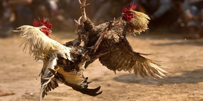 Đá Gà 18Win - Điểm Giải Trí Lý Tưởng Cho Mọi Tân Thủ Đá Gà 18Win - Điểm Giải Trí Lý Tưởng Cho Mọi Tân Thủ