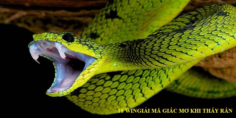 Đánh gì khi nhìn thấy rắn trong khi mơ ngủ Đánh gì khi nhìn thấy rắn trong khi mơ ngủ