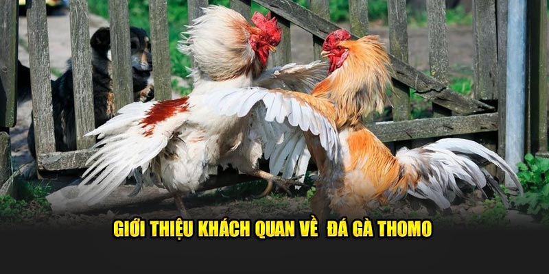Giới thiệu khách quan về đá gà Thomo Giới thiệu khách quan về đá gà Thomo