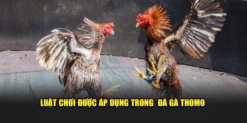 Luật chơi được áp dụng trong đá gà Thomo Luật chơi được áp dụng trong đá gà Thomo