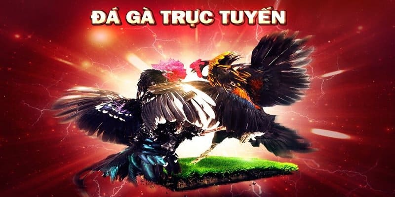 Một số bí quyết chơi đá gà hiệu quả mà player cần biết